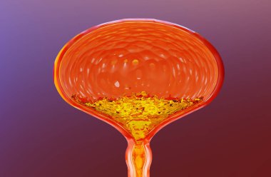 3 boyutlu idrar sistemi, idrar torbası, 3 boyutlu görüntüleme, 3 boyutlu illüstrasyon.