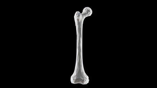 右の人間の大腿骨の骨の骨 後のビュー 骨の解剖学 黒の背景 3Dレンダリングの3Dイラスト — ストック写真