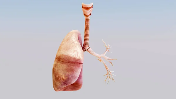 Illustratie Van Human Respiratory System Longen Anatomie Concept Zichtbare Long — Stockfoto