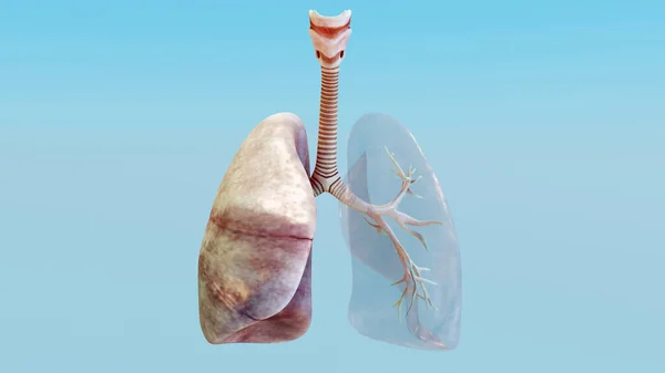 İnsan Solunum Sistemi 'nin 3D İllüstrasyonu Akciğerleri Anatomi Kavramı. görünür akciğer, pulmoner havalandırma, gerçekçi yüksek kalite, 3 boyutlu görüntüleme