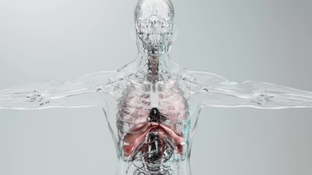 Animación Bucle Del Diafragma Anatomía Del Sistema Respiratorio Humano Concepto — Vídeo de stock