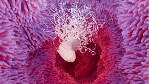 消化器系のマイクロビリ表面細菌やウイルスの腸内ビリ 顕微鏡ビリ 食品の消化吸収のための毛細血管 人間の腸 Pylori 3Dレンダリング — ストック動画