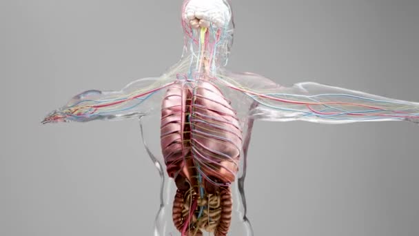 膜片人体呼吸系统解剖循环动画 医学概念 膜片骨骼肌肉 三维渲染 — 图库视频影像