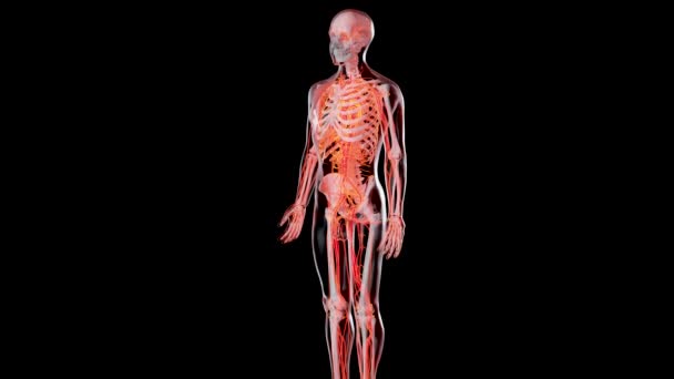 人的动脉和静脉循环系统 有疼痛和动脉的心脏 血管的医学上准确动画 3D渲染 — 图库视频影像