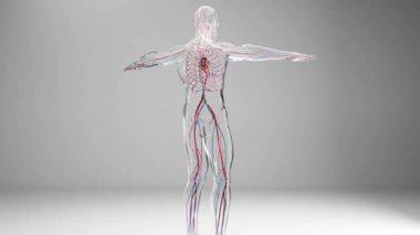 İnsan atardamar ve venöz dolaşım sistemi Vains ve atardamarlı kalbin tıbbi olarak doğru animasyonu, kan damarları, 3D canlandırma.