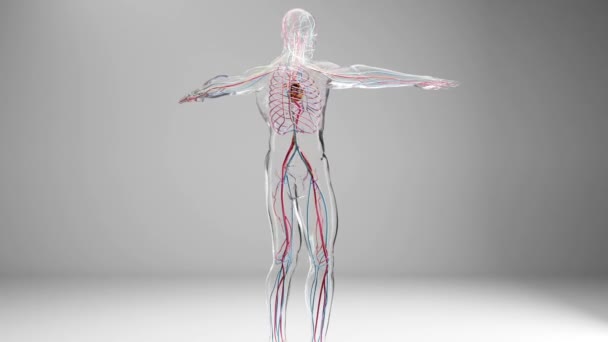 人間の動脈と静脈循環器系 静脈と動脈と心臓の医学的に正確なアニメーション 3Dレンダリング — ストック動画