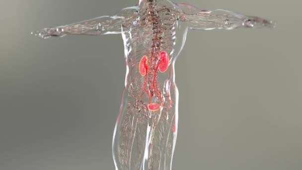 Ledvinový Systém Ledviny Lékařsky Přesný Anatomický Sken Mužských Orgánů Vylučovací — Stock video