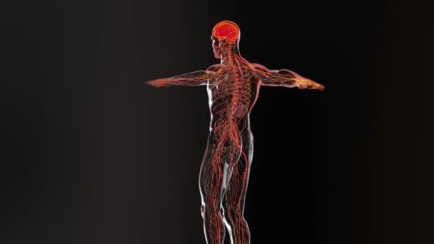 人間の脳神経系の解剖学的構造 副交感神経と医療図 医学的に正確で中央器官3Dレンダリング — ストック動画