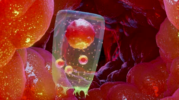 Tiroid Bezi Epitelial Hücreler Folikül Kolloid Tiroglobulin Lodotiroglobülin Parafolliküler Veya — Stok video