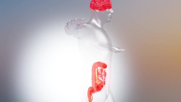Syndrom Podrážděného Střeva Ibs Gastritida Peptický Vřed Pankreatitida Bolestivé Křeče — Stock video