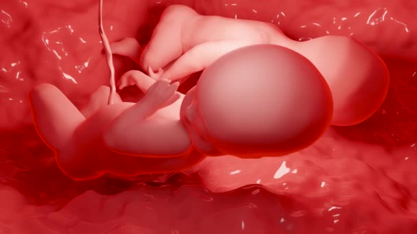 3Dは 子宮の中で医学的に正確な双子をレンダリング 単胎盤を持つ子宮のMonozygotic双子 ヒトの双子胎児 出生前成長赤ちゃん 妊娠の健康と胎児 — ストック動画