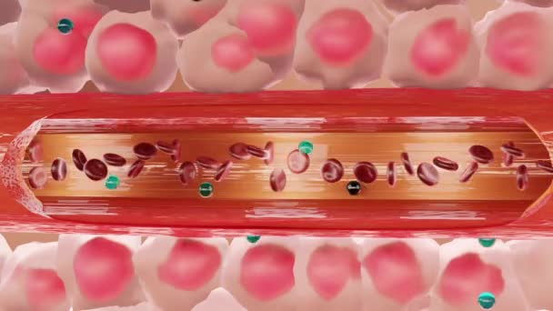 组织中毒 动脉Po2和O2 动静脉分流 呼吸系统 3D渲染 — 图库视频影像