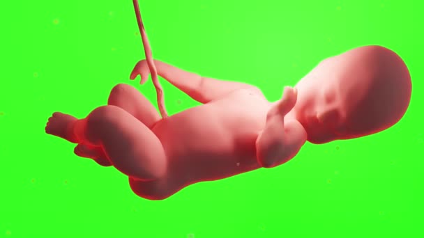 Αποδίδεται Ιατρικά Ακριβές Ανθρώπινο Έμβρυο Μέσα Στη Μήτρα Μωρό Πράσινο — Αρχείο Βίντεο