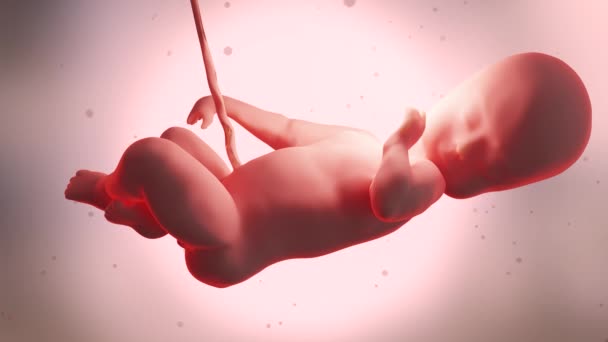Renderizado Medicamente Preciso Feto Humano Dentro Útero Bebê Canal Alfa — Vídeo de Stock