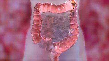 İnsan sindirim sisteminin anatomisi, bağırsak konsepti, alfa kanalı, müshil, kabızlık haini, 3 boyutlu görüntüleme.