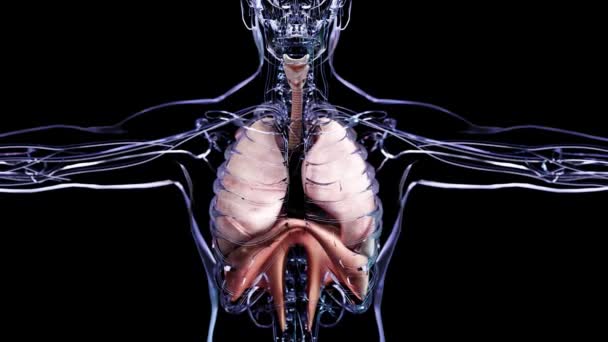 人間の呼吸器系肺解剖学ループアニメーションコンセプト 目に見える肺 肺換気 現実的な高品質の3D医療アニメーション — ストック動画