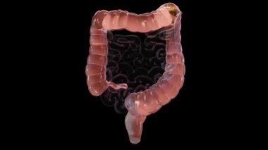 İnsan sindirim sisteminin anatomisi, bağırsak konsepti, alfa kanalı, müshil, kabızlık haini, 3 boyutlu görüntüleme.