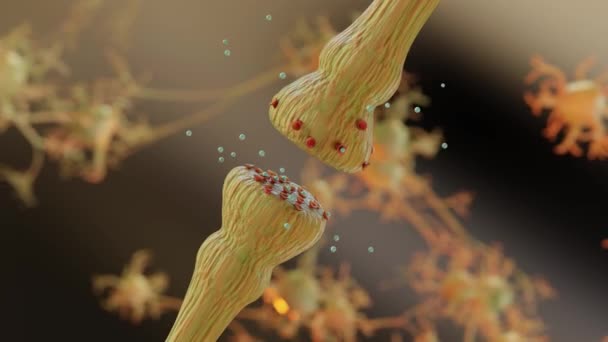 Механизмы Высвобождения Нейромедиатора Нейротрансмиттеры Упаковываются Синаптические Везикулы Передающие Сигналы Нейрона — стоковое видео