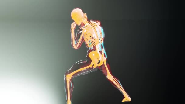男性のボクサーの解剖学的アニメーション ボクシング 極端なスポーツ 人間の解剖学 ボディスケルトン フックヒット Mma戦闘機 3Dレンダリング — ストック動画