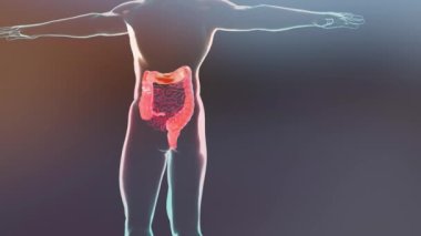 İnsan sindirim sisteminin anatomisi, bağırsak konsepti, alfa kanalı, müshil, kabızlık haini, 3 boyutlu görüntüleme.
