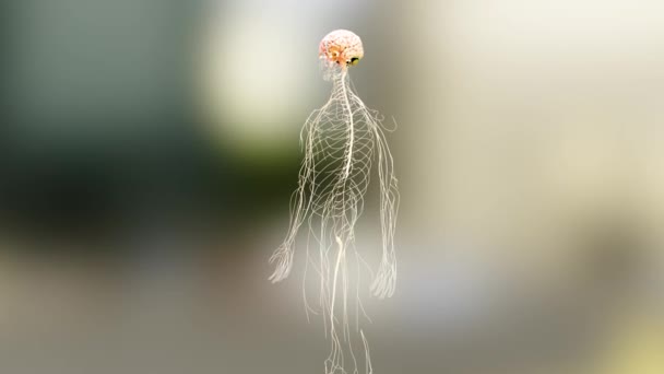 Анатомія Нервової Системи Мозку Людини Медична Діаграма Парасимпатичними Симпатичними Нервами — стокове відео