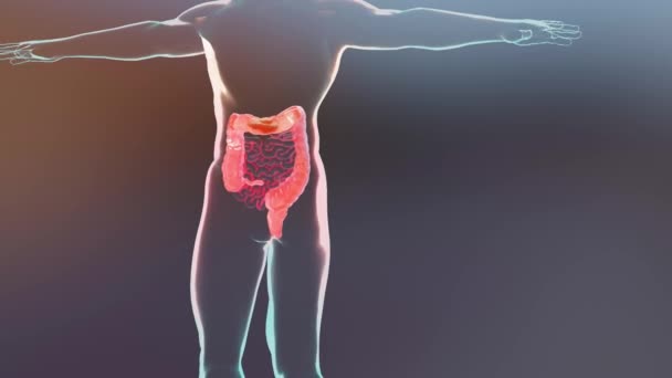 ヒト消化器系の解剖学的構造 腸の概念 アルファチャンネル 便秘の治療 3Dレンダリング — ストック動画