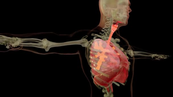 人間の呼吸器系肺解剖学アニメーションの概念 目に見える肺 肺換気 現実的な高品質の3D医療アニメーション — ストック動画