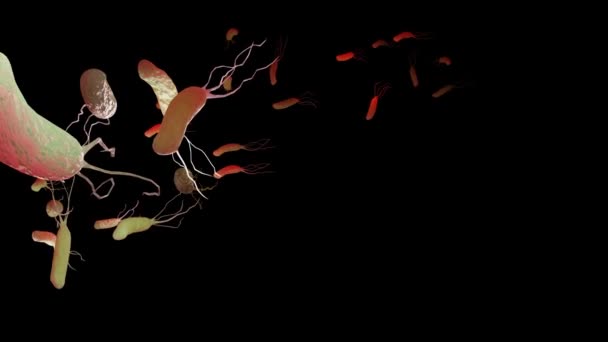 Helicobacter Pylori Анімація Мікроаерофільна Бактерія Яка Заражає Різні Ділянки Шлунка — стокове відео