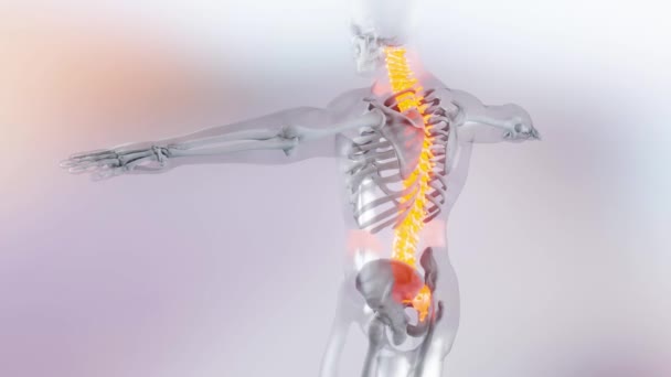 Rückenmark Wirbelsäule Halswirbel Des Menschlichen Skelettsystems Anatomie Animationskonzept Rot Auf — Stockvideo