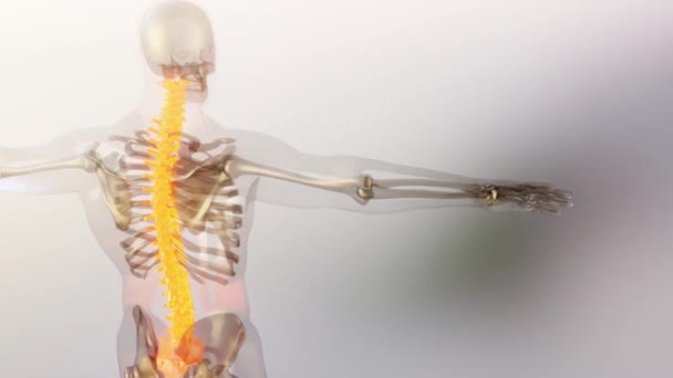 脊髄椎骨列子宮頸椎人間の骨格系解剖学的構造アニメーションコンセプト 背中の赤い 痛みを伴う背骨の医学的に正確なアニメーション 男性の傷害の背骨 3Dレンダリング — ストック動画