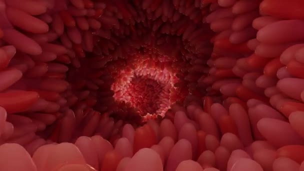 Animación Médicamente Precisa Vellosidades Intestinales Microvellosidades Rojas Tracto Intestinal Primer — Vídeos de Stock