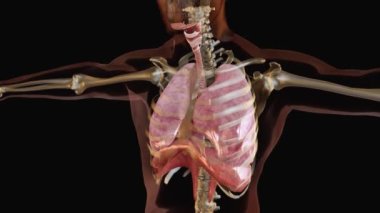 İnsan Solunum Sistemi Anatomi Animasyon Kavramı. görünür akciğer, pulmoner havalandırma, gerçekçi yüksek kaliteli 3D medikal animasyon