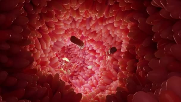 Mikrozotten Oberfläche Des Verdauungssystems Darmzotten Mit Bakterien Und Viren Mikroskopische — Stockvideo