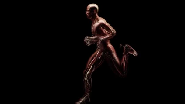 Schleifenanimation Des Muskelsystems Des Laufenden Muskels Und Knochens Anatomie Beim — Stockvideo