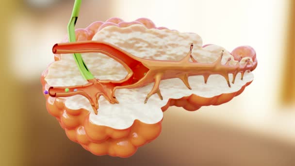 Nsan Pankreas Anatomisi Gıda Alfa Kanalı Atıkları Sindirmek Için Enzimler — Stok video