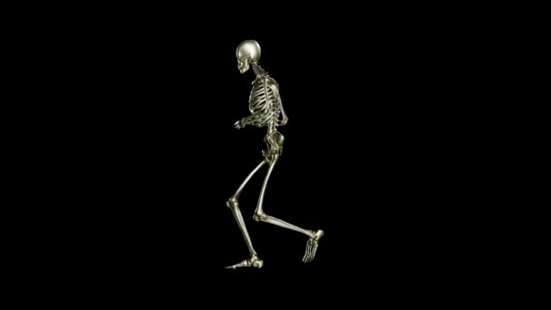 Skeletttanz Nahtlose Loop Animation Auf Schwarzem Hintergrund Salsa Geisterfigur Tanzender — Stockvideo