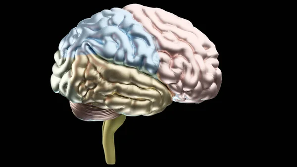 ヒトの脳神経系の解剖学的構造は セクションは 色の斑点によって分離されます 副交感神経および交感神経を有する医学図 医学的に正確で中央器官3Dレンダリング — ストック写真