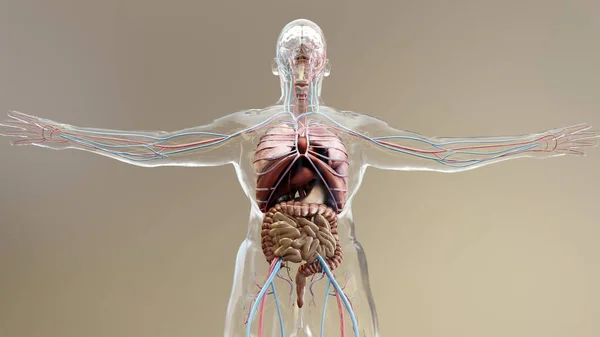 İnsan anatomisi, organlar, kemikler. Yaratıcı renk paletleri ve tasarımcı ayrıntıları, yapılandırılmamış gösterim parçaları, 3d oluşturma,