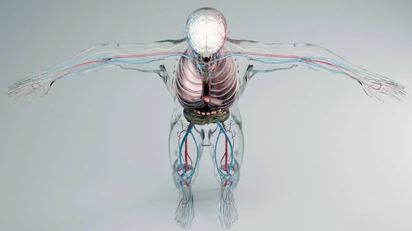 Lidská Anatomie Orgány Kosti Tvůrčí Barevné Palety Detaily Návrháře Nestrukturované — Stock fotografie