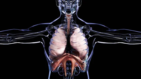 Lidský Dýchací Systém Plíce Anatomie Animace Koncepce Viditelná Plíce Plicní — Stock fotografie