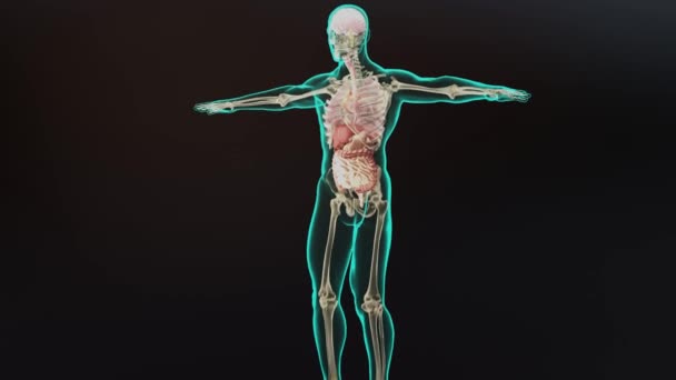 人体解剖学器官骨骼创意色彩调色板和设计师细节 非结构显示部分 3D渲染 — 图库视频影像