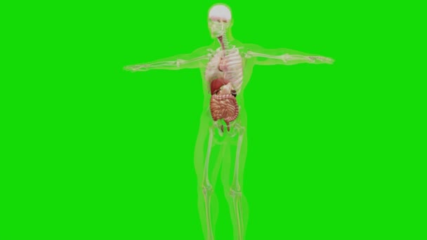 Lidská Anatomie Orgány Kosti Kreativní Barevné Palety Designové Detaily Nestrukturované — Stock video
