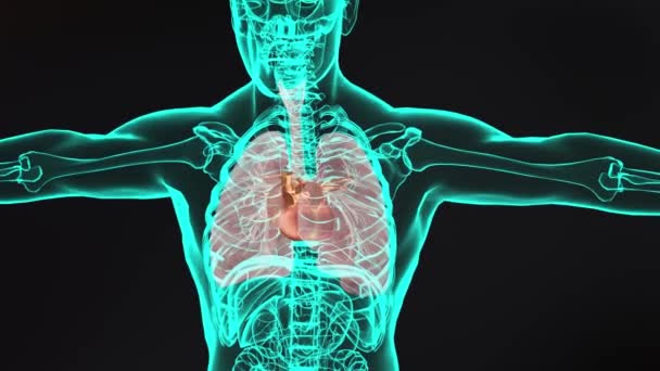 Menselijk Hart Realistisch Correct Anatomisch Hart Met Veneuze Systeem Ray — Stockvideo