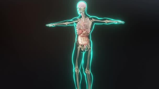 人間の解剖学臓器骨 創造的なカラーパレットとデザイナーの詳細 構造化されていない表示部品 3Dレンダリング — ストック動画