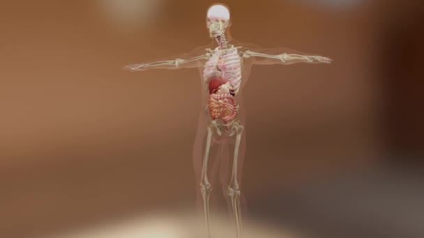 Menschliche Anatomie Muskeln Organe Knochen Kreative Farbpaletten Und Designerdetails Darstellung — Stockvideo
