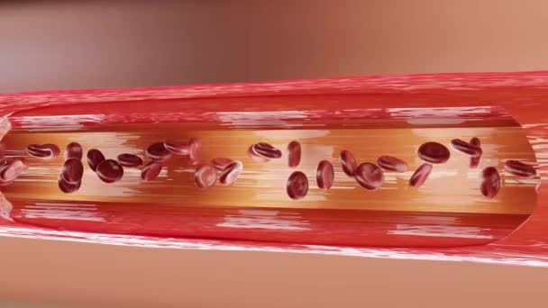 Красные Кровяные Тельца Текут Внутри Артерии Поперечное Сечение Здоровый Красный — стоковое видео