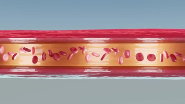 Globuli Rossi Scorrono Dentro Arteria Sezione Trasversale Flusso Sanguigno Rosso — Video Stock