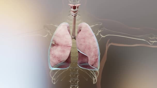 肺炎球菌 血胸と血友病 通常の肺対崩壊 肺炎球菌の症状 胸の損傷後の胸水 3Dレンダリング — ストック動画