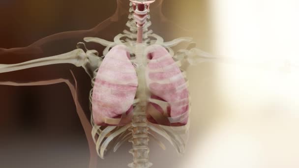 흡연자 보이는 폐환기 병리학 니코틴 손상된 리얼리즘 애니메이션 — 비디오