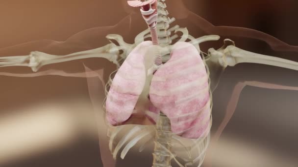 人类呼吸系统隆起解剖动画的概念 可见肺 肺通气 真实高质量3D医学动画 — 图库视频影像